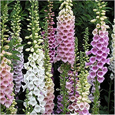 Foxglove flower mix - beyond organic seeds