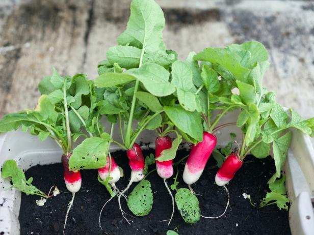 French Breakfast Radish - beyond organic seeds