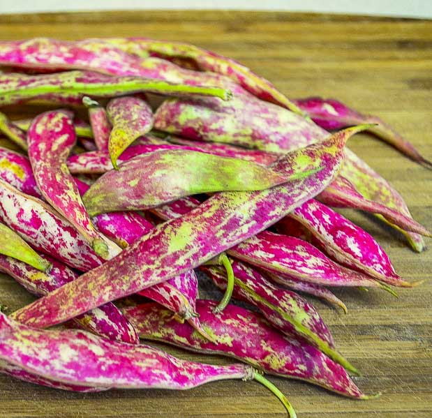 Cranberry beans - beyond organic seeds