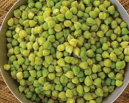 Garbanzo Beans (Chickpea) 50 plus Seeds - beyond organic seeds