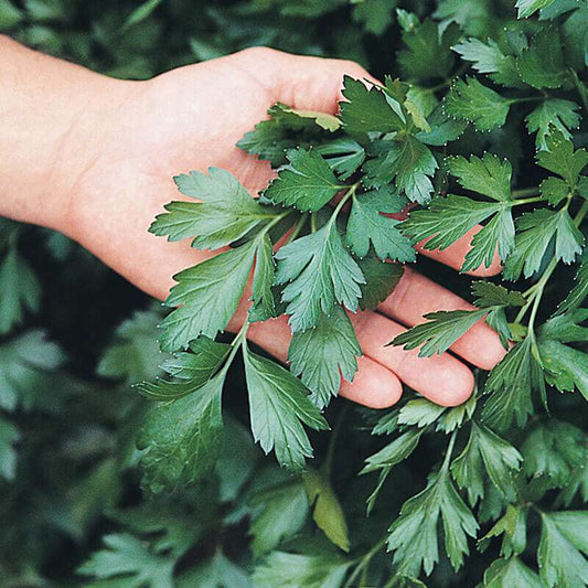 Giant italian parsley - beyond organic seeds