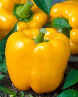 GOLDEN CA. WONDER SWEET PEPPER - beyond organic seeds