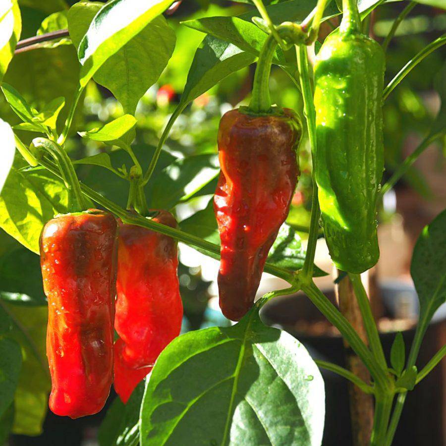 Greek Golden Pepperoncini - beyond organic seeds