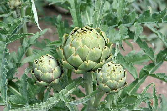 Green Globe Artichoke - beyond organic seeds