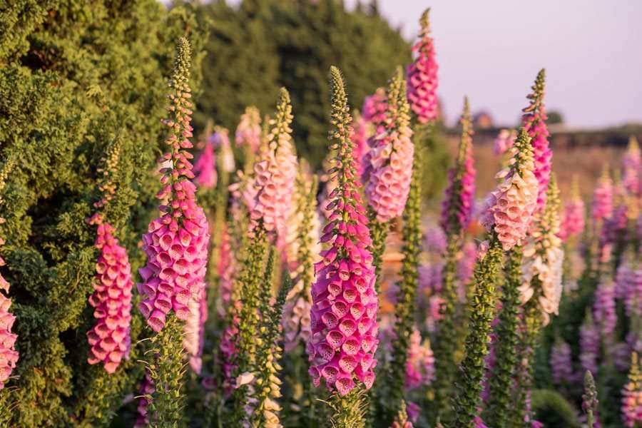 Foxglove flower mix - beyond organic seeds