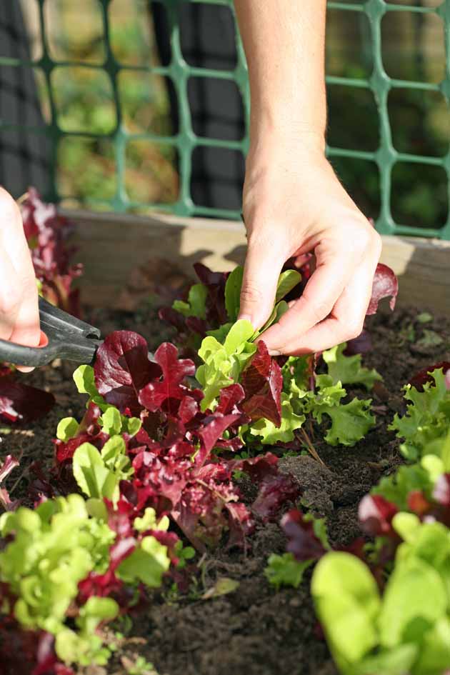 Garden center lettuce - beyond organic seeds