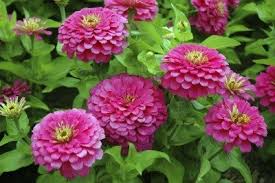 Zinnia assortment 9 packs - beyond organic seeds