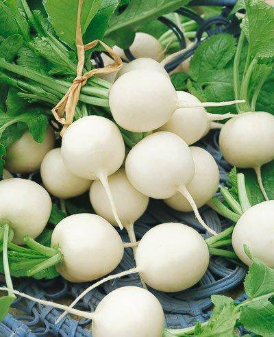 White Hailstone Radish - beyond organic seeds