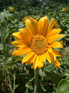 Apricot daisy sunflower - beyond organic seeds