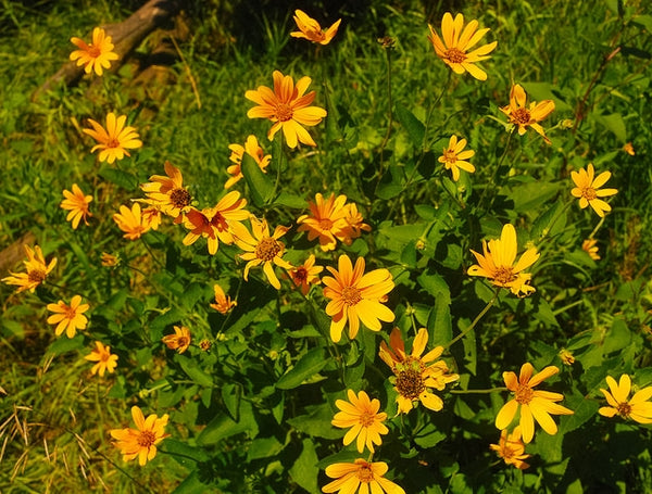 Early sunflower