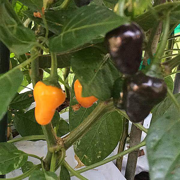 Golden Nugget Hot Pepper - beyond organic seeds