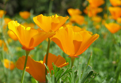 California orange poppy - beyond organic seeds