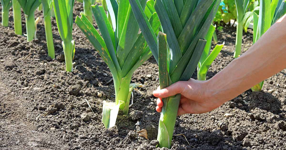 Carentan heirloom leek - beyond organic seeds