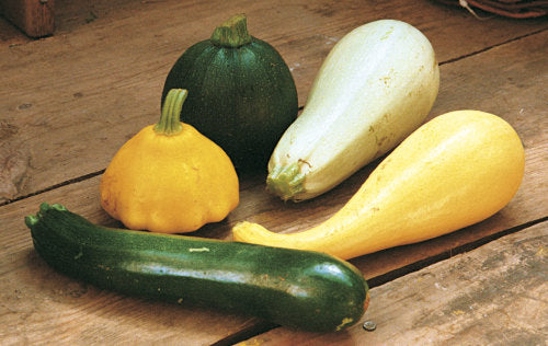 Summer squash assortment - beyond organic seeds