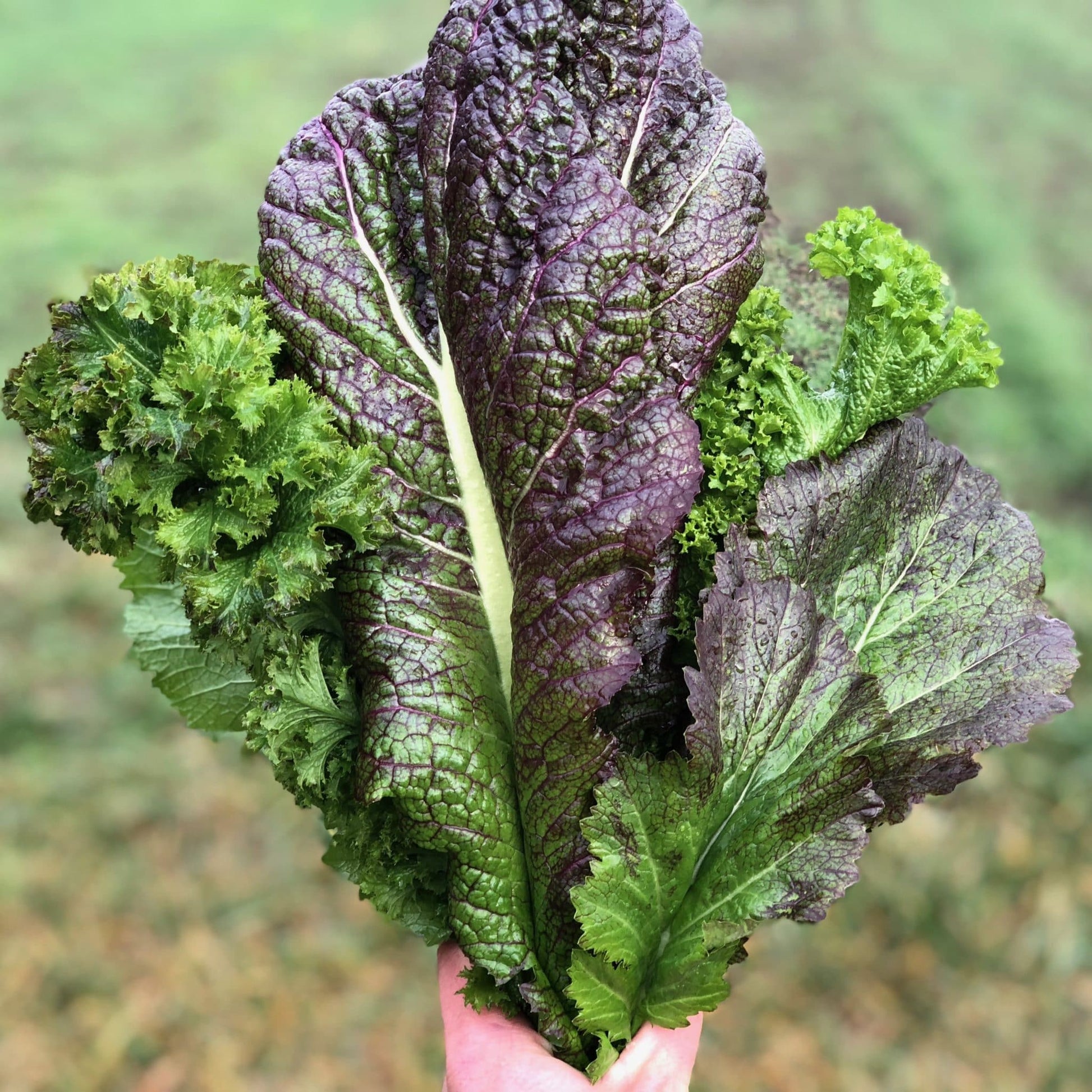 Red Giant Mustard Greens - beyond organic seeds