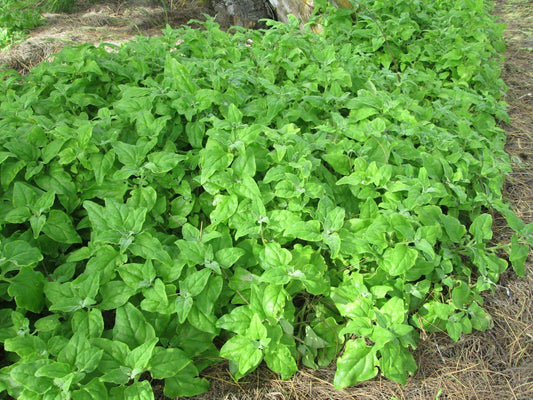 New Zealand Spinach - beyond organic seeds