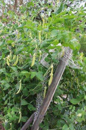 Golden Sweet Snow Pea - beyond organic seeds