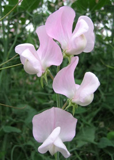 Janet scott pink sweet peas - beyond organic seeds