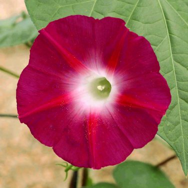 Scarlett O'Hara' morning glory