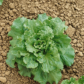 Lettuce all the year round - beyond organic seeds