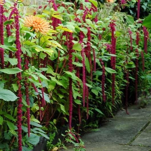 Love lies bleeding amerith - beyond organic seeds