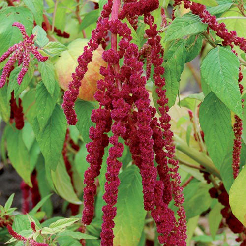 Love lies bleeding amerith - beyond organic seeds