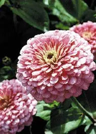 Laminosa zinnia - beyond organic seeds