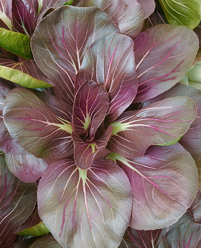 Red tatsoi - beyond organic seeds