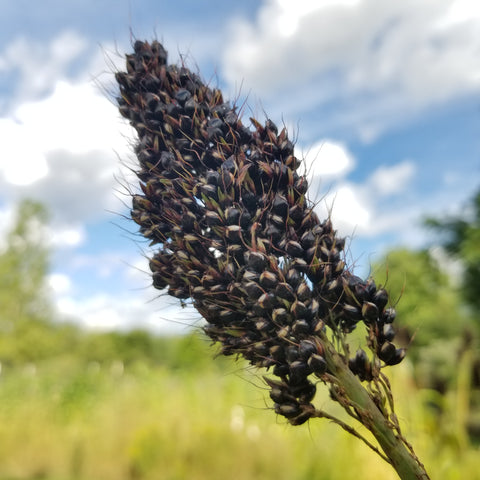 Black amber broom corn - beyond organic seeds