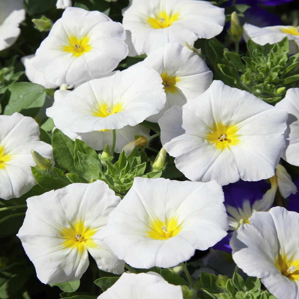 White morning glory - beyond organic seeds