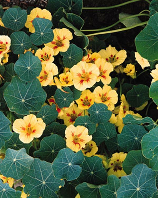 Peach melba nasturtium - beyond organic seeds