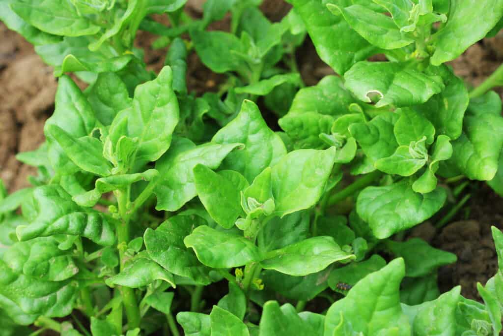 New Zealand Spinach - beyond organic seeds