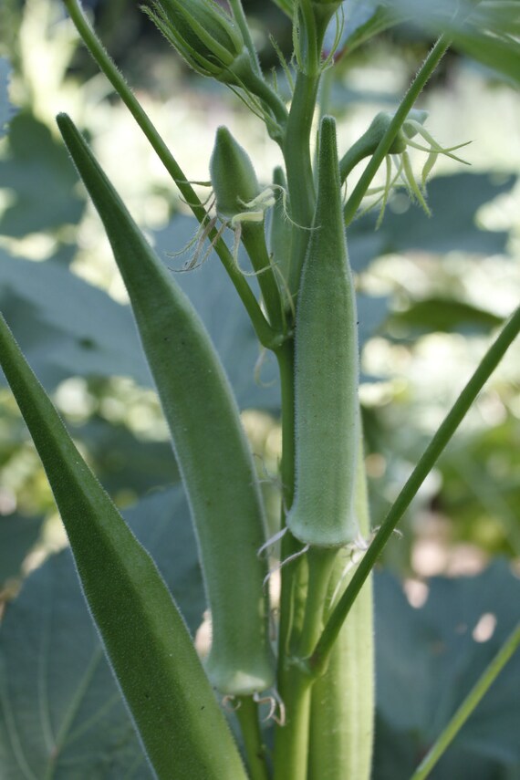 Dwarf long pod okra