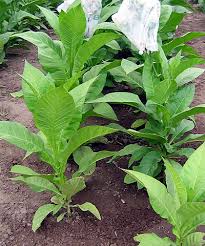 Frog eye orinoco tobacco - beyond organic seeds