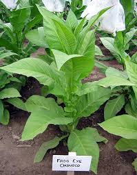 Frog eye orinoco tobacco - beyond organic seeds