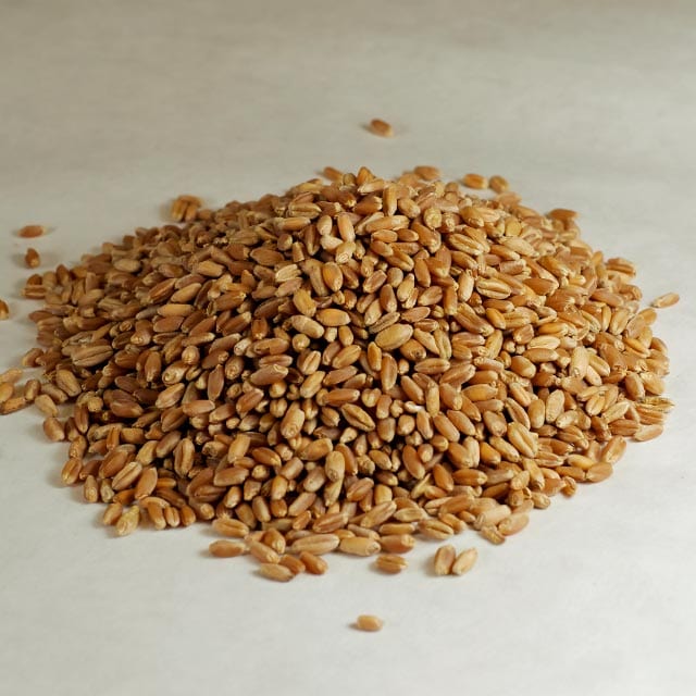 Soft red winter wheat. - beyond organic seeds