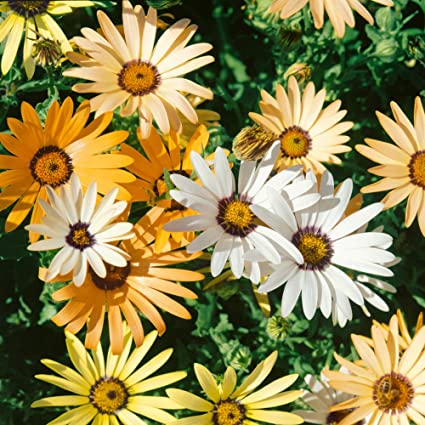 African daisy - beyond organic seeds