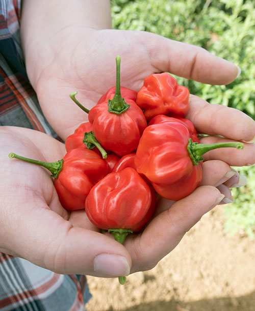 Jamaica red hot pepper