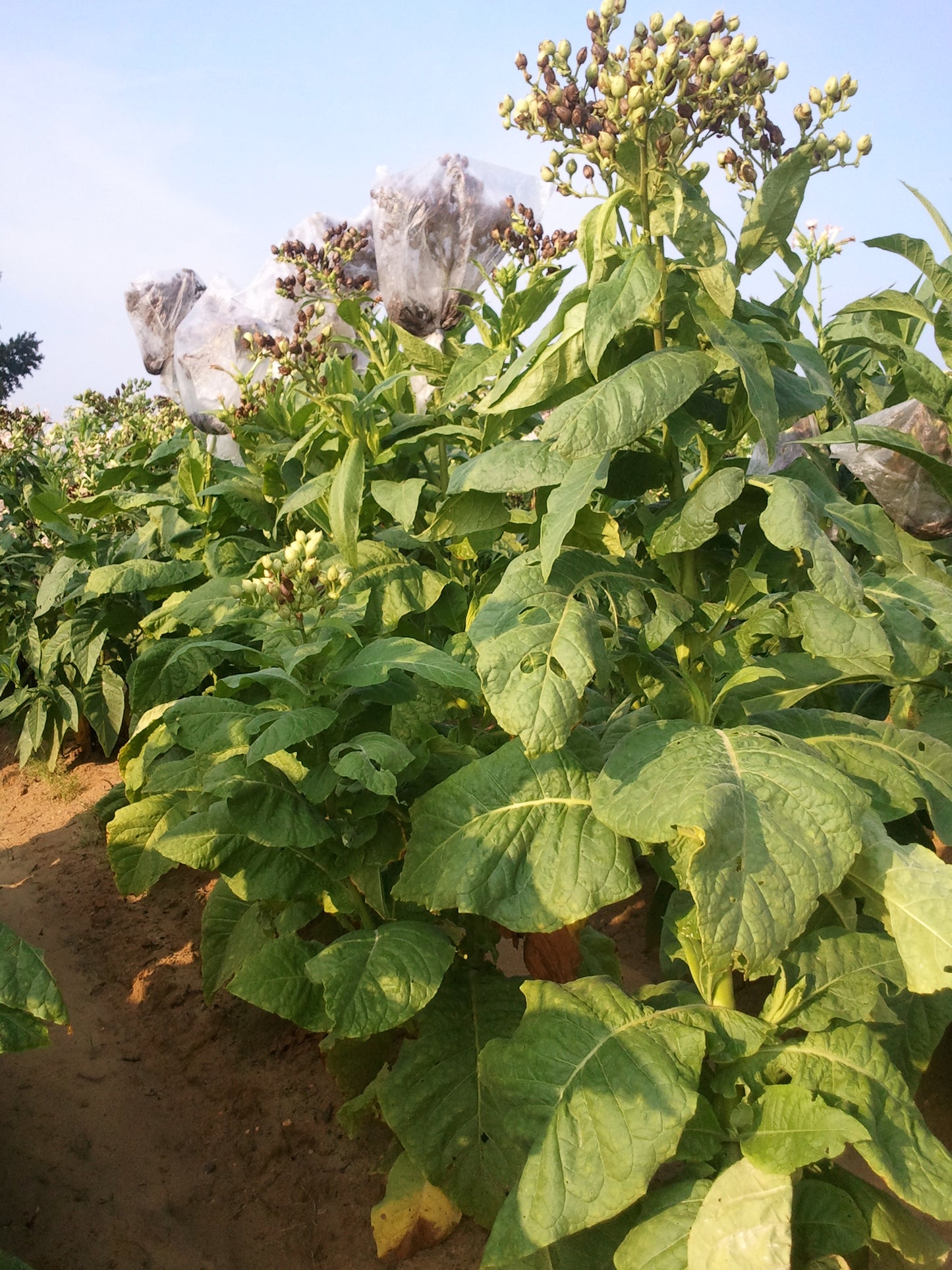 Lancaster seedleaf tobacco