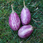 Pandora striped eggplant - beyond organic seeds