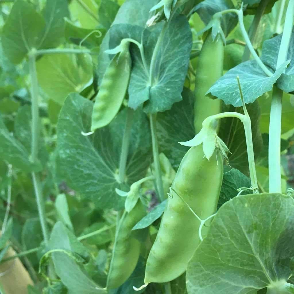 Mammoth melting snow pea - beyond organic seeds