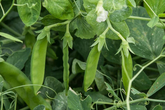 Dwarf white sugar snow pea - beyond organic seeds