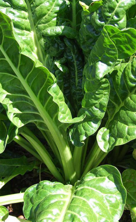 Perpetual Spinach Swiss Chard - beyond organic seeds