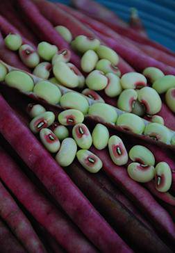 Missippi pinkeye southern peas - beyond organic seeds