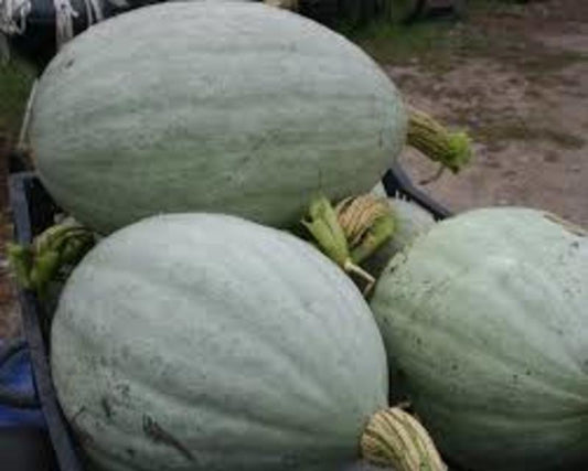 Hopi grey winter squash - beyond organic seeds