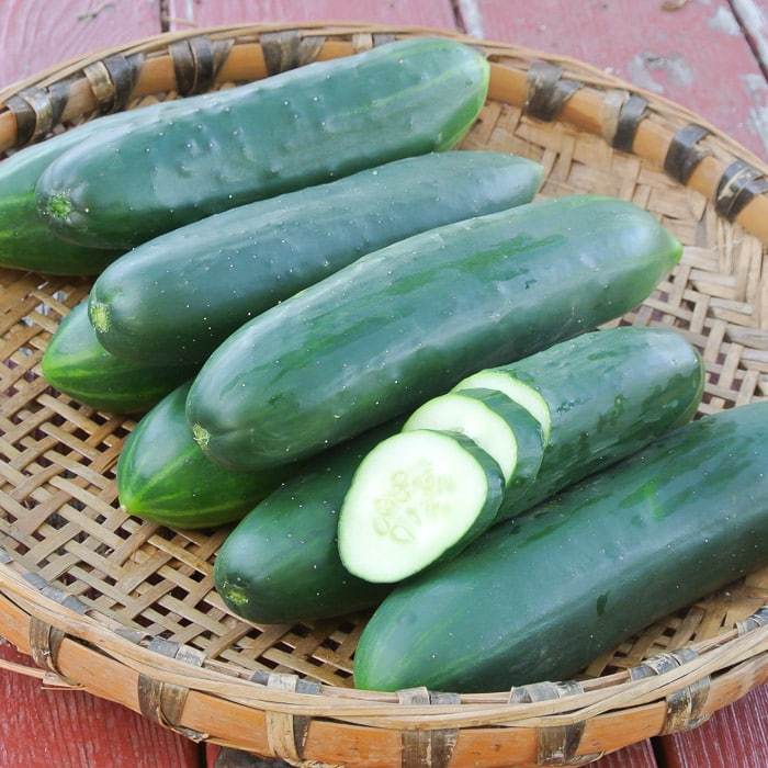 Poinsett 76 Heirloom Cucumber - beyond organic seeds