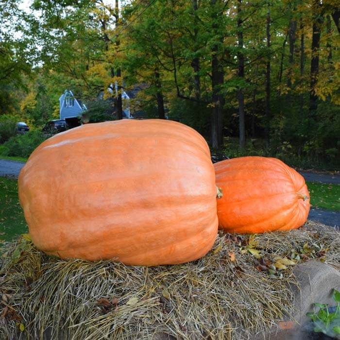 Giant atlantic. Show pumpkin - beyond organic seeds