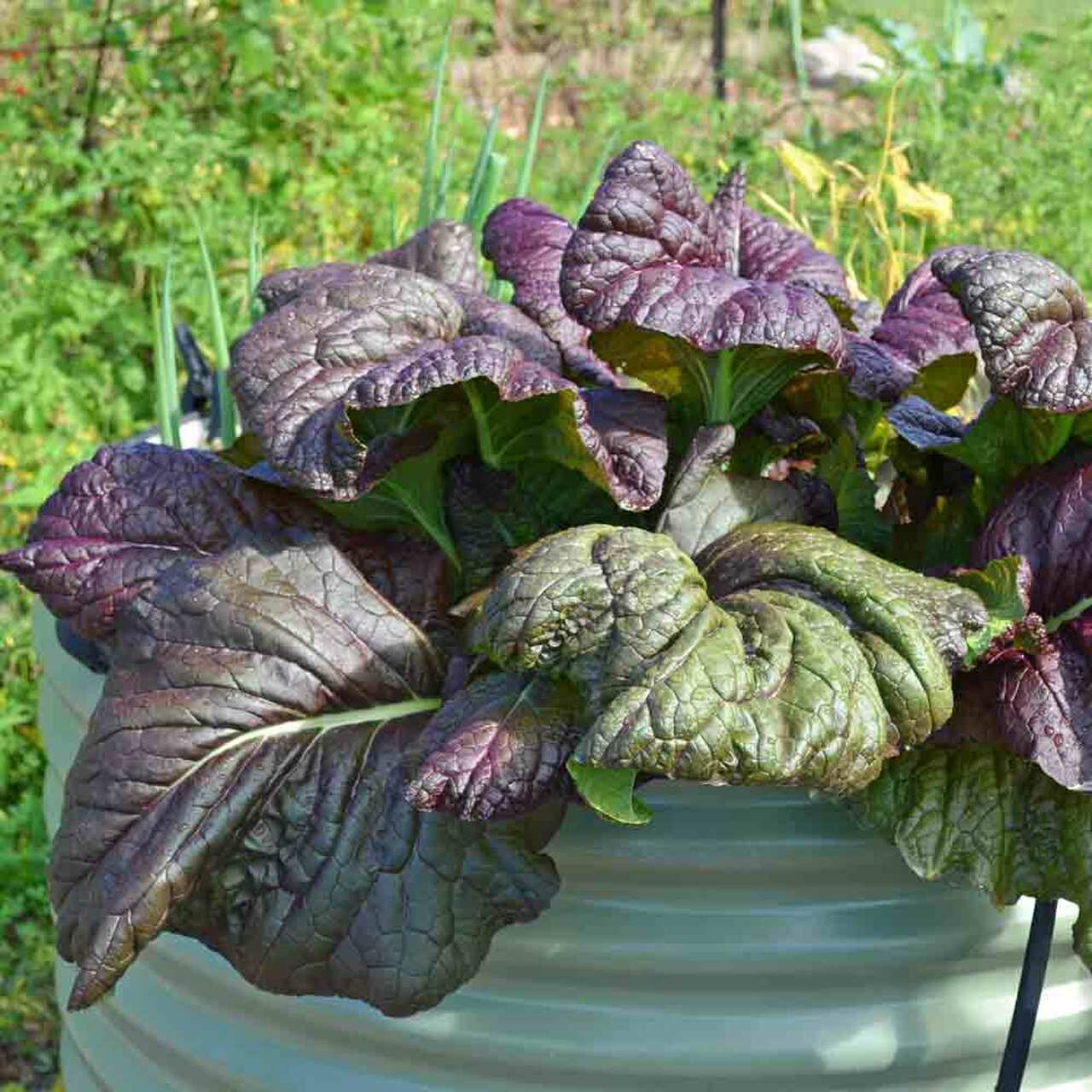 Red Giant Mustard Greens - beyond organic seeds