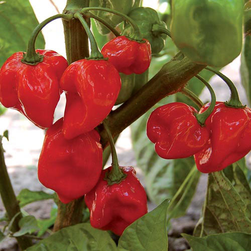 Habenro pepper assortment - beyond organic seeds