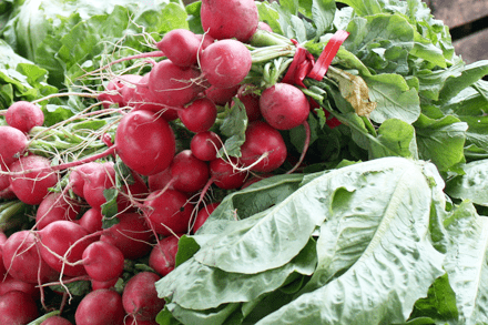 Red Top Radish - beyond organic seeds